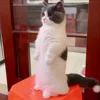 🥰 Эмодзи «Cat» для Telegram