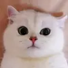 🥰 Эмодзи «Cat» для Telegram