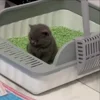 😘 Эмодзи «Cat» для Telegram