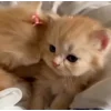 ❤️ Эмодзи «Cat» для Telegram