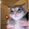 🌟 Эмодзи «Cat» для Telegram