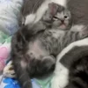 🌟 Эмодзи «Cat» для Telegram