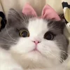 😉 Эмодзи «Cat» для Telegram