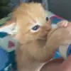 🌟 Эмодзи «Cat» для Telegram