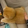 😡 Эмодзи «Cat» для Telegram
