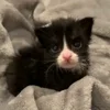 🌟 Эмодзи «Cat» для Telegram