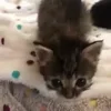 🌟 Эмодзи «Cat» для Telegram