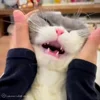 😍 Эмодзи «Cat» для Telegram