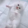 🌟 Эмодзи «Cat» для Telegram