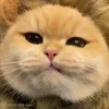 😋 Эмодзи «Cat» для Telegram