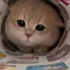 😍 Эмодзи «Cat» для Telegram