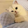 😍 Эмодзи «Cat» для Telegram