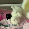 😍 Эмодзи «Cat» для Telegram