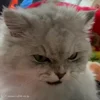 😡 Эмодзи «Cat» для Telegram