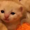 🌟 Эмодзи «Cat» для Telegram
