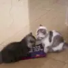 😈 Эмодзи «Cat» для Telegram