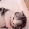 🌟 Эмодзи «Cat» для Telegram