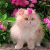 😍 Эмодзи «Cat» для Telegram