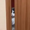 😂 Эмодзи «Cat» для Telegram