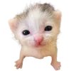 🤩 Эмодзи «Cat Memes» для Telegram