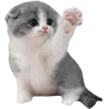 🤩 Эмодзи «Cat Memes» для Telegram
