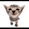 🤩 Эмодзи «Cat Memes» для Telegram
