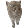 🤩 Эмодзи «Cat Memes» для Telegram