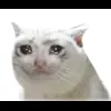 🤩 Эмодзи «Cat Memes» для Telegram