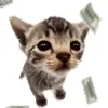 🤩 Эмодзи «Cat Memes» для Telegram