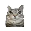 🤩 Эмодзи «Cat Memes» для Telegram