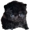 🤩 Эмодзи «Cat Memes» для Telegram