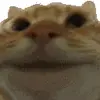 🤩 Эмодзи «Cat Memes» для Telegram