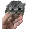 🤩 Эмодзи «Cat Memes» для Telegram