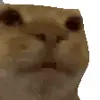 🤩 Эмодзи «Cat Memes» для Telegram