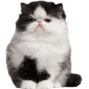 🤩 Эмодзи «Cat Memes» для Telegram