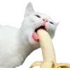 🤩 Эмодзи «Cat Memes» для Telegram