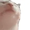 🤩 Эмодзи «Cat Memes» для Telegram
