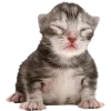 🤩 Эмодзи «Cat Memes» для Telegram