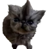 🤩 Эмодзи «Cat Memes» для Telegram