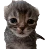 🤩 Эмодзи «Cat Memes» для Telegram