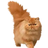 🤩 Эмодзи «Cat Memes» для Telegram