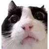 🤩 Эмодзи «Cat Memes» для Telegram