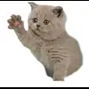 🤩 Эмодзи «Cat Memes» для Telegram