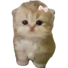 🤩 Эмодзи «Cat Memes» для Telegram