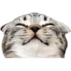 🤩 Эмодзи «Cat Memes» для Telegram