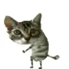 🤩 Эмодзи «Cat Memes» для Telegram