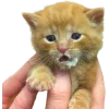 🤩 Эмодзи «Cat Memes» для Telegram