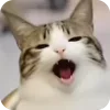 🫥 Эмодзи «Мяовл» для Telegram