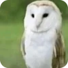 🫥 Эмодзи «Мяовл» для Telegram