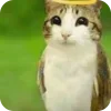 🫥 Эмодзи «Мяовл» для Telegram